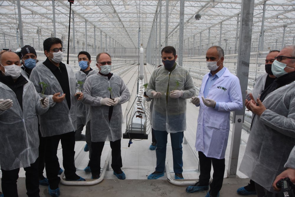 Jeotermal suyla ısıtılan cam seraya 120 bin domates fidesi dikildi