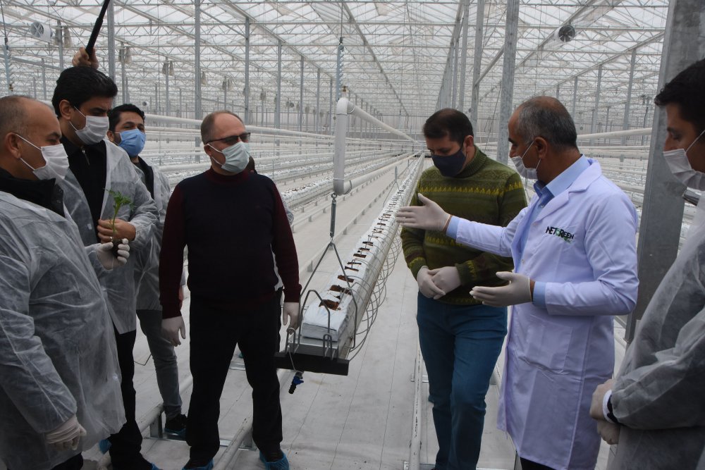 Jeotermal suyla ısıtılan cam seraya 120 bin domates fidesi dikildi