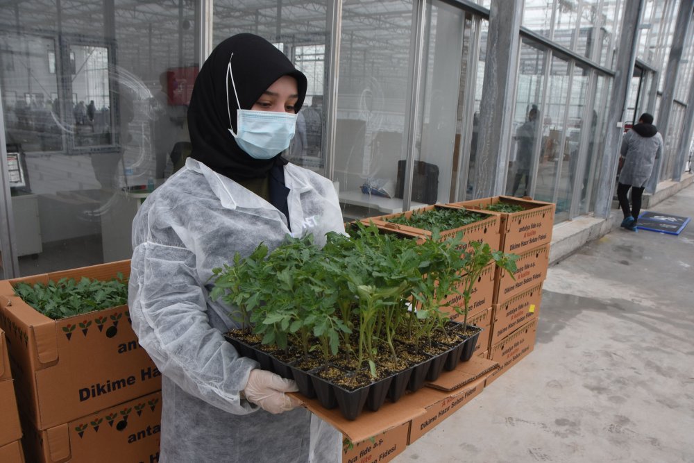 Jeotermal suyla ısıtılan cam seraya 120 bin domates fidesi dikildi