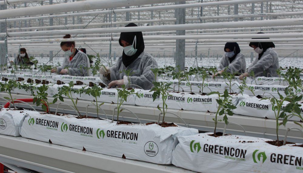 Jeotermal suyla ısıtılan cam seraya 120 bin domates fidesi dikildi