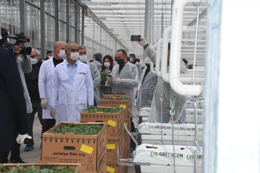 Jeotermal suyla ısıtılan cam seraya 120 bin domates fidesi dikildi