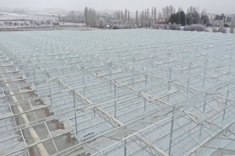 Jeotermal suyla ısıtılan cam seraya 120 bin domates fidesi dikildi