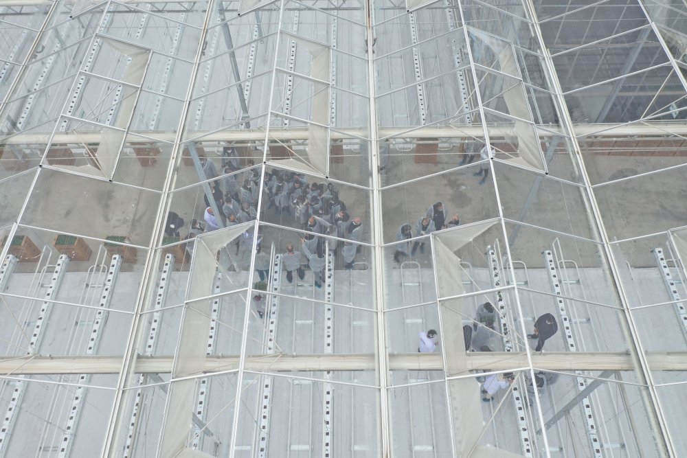 Jeotermal suyla ısıtılan cam seraya 120 bin domates fidesi dikildi