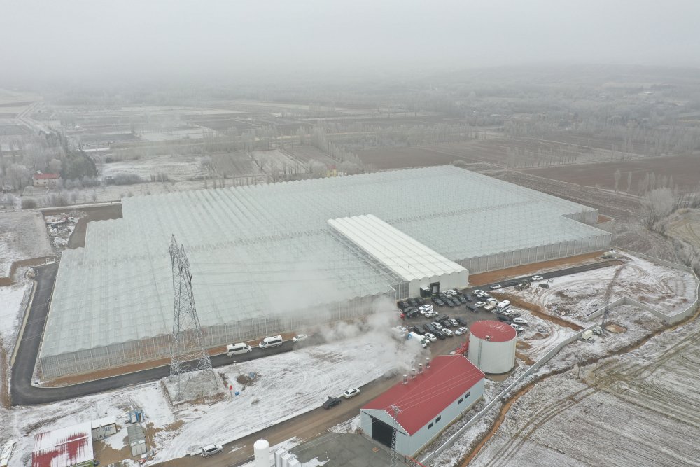 Jeotermal suyla ısıtılan cam seraya 120 bin domates fidesi dikildi