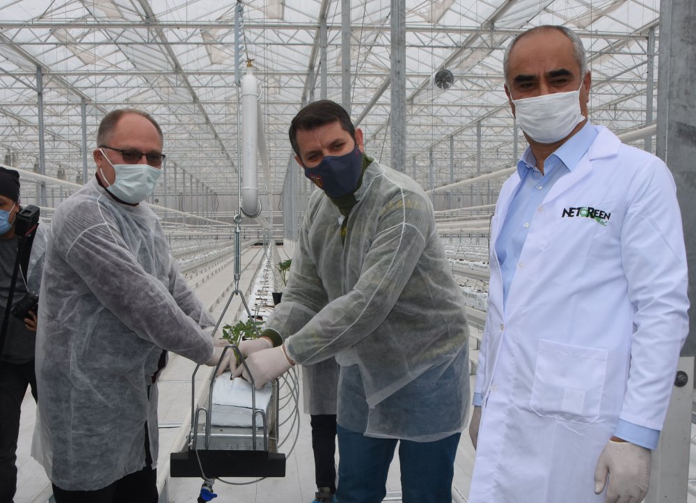 Jeotermal suyla ısıtılan cam seraya 120 bin domates fidesi dikildi