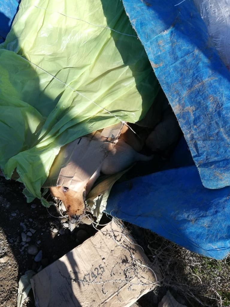 Torbayla araziye bırakılan köpek ve 8 yavrusuna sahip çıktılar