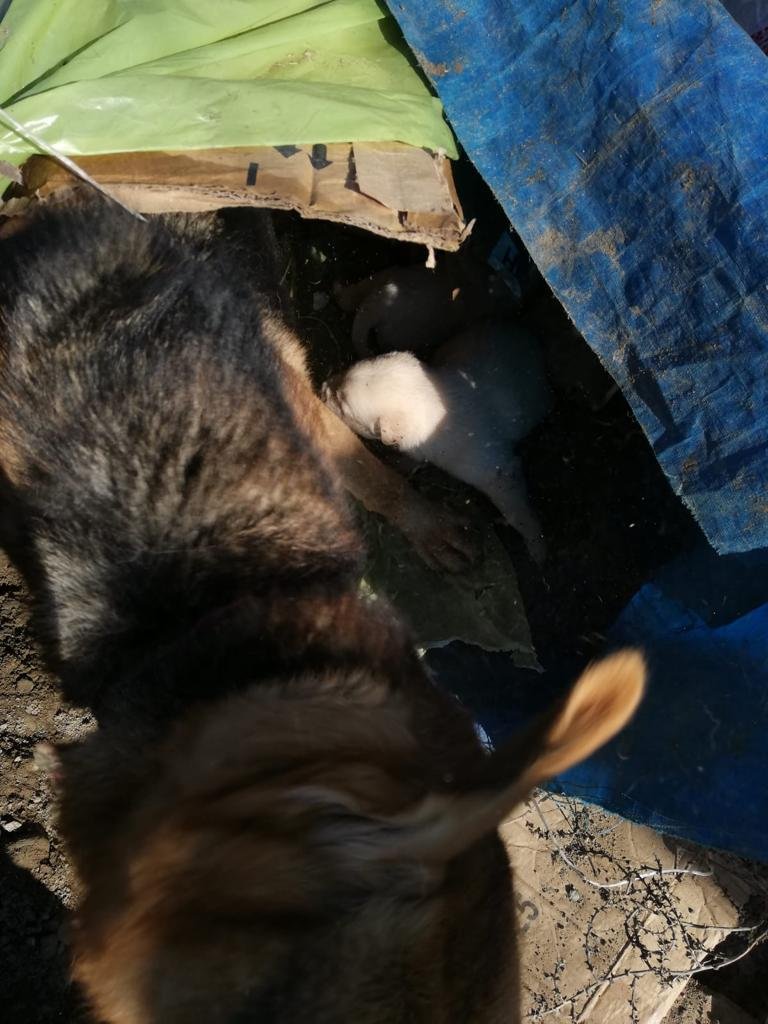 Torbayla araziye bırakılan köpek ve 8 yavrusuna sahip çıktılar