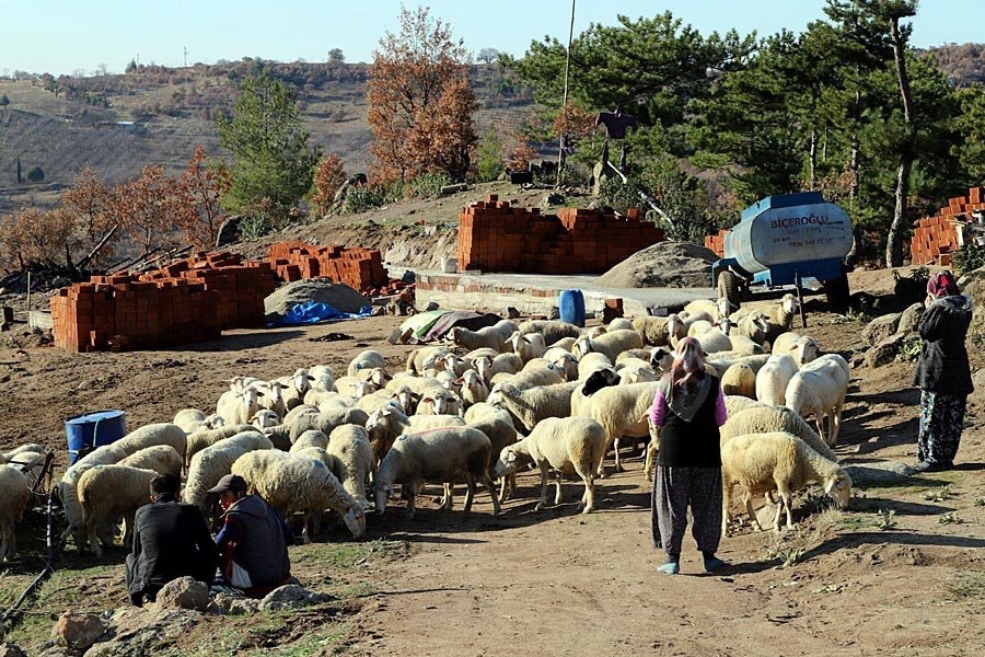 Koyunları telef olan aileyi Bakan Pakdemirli sevindirdi