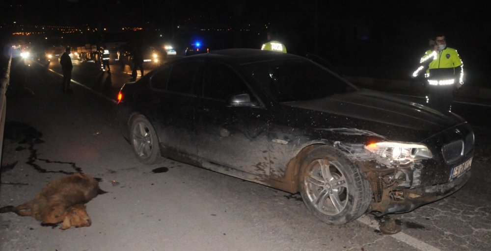 Zincirleme kazaya neden olan sürüdeki 30 koyun öldü, 3 kişi yaralandı