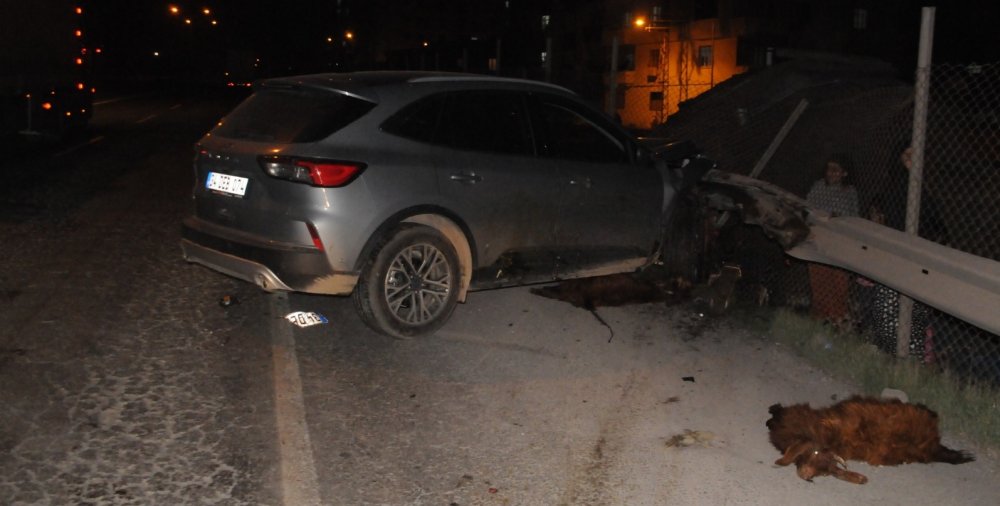 Zincirleme kazaya neden olan sürüdeki 30 koyun öldü, 3 kişi yaralandı