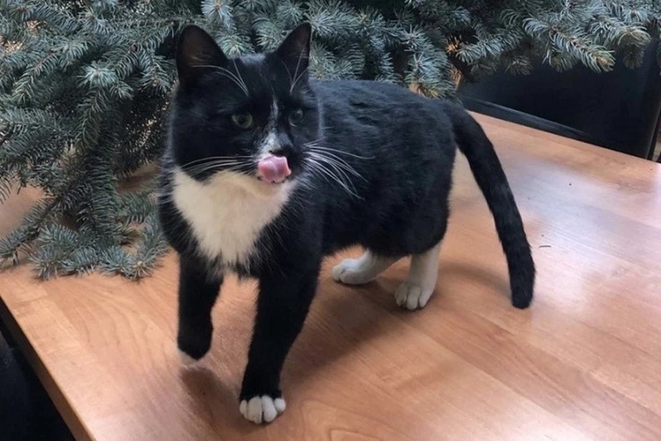 Rusya’da atık artıma tesisinde bulunan kedi, ‘Çevre Bakanı Yardımcısı’ oldu