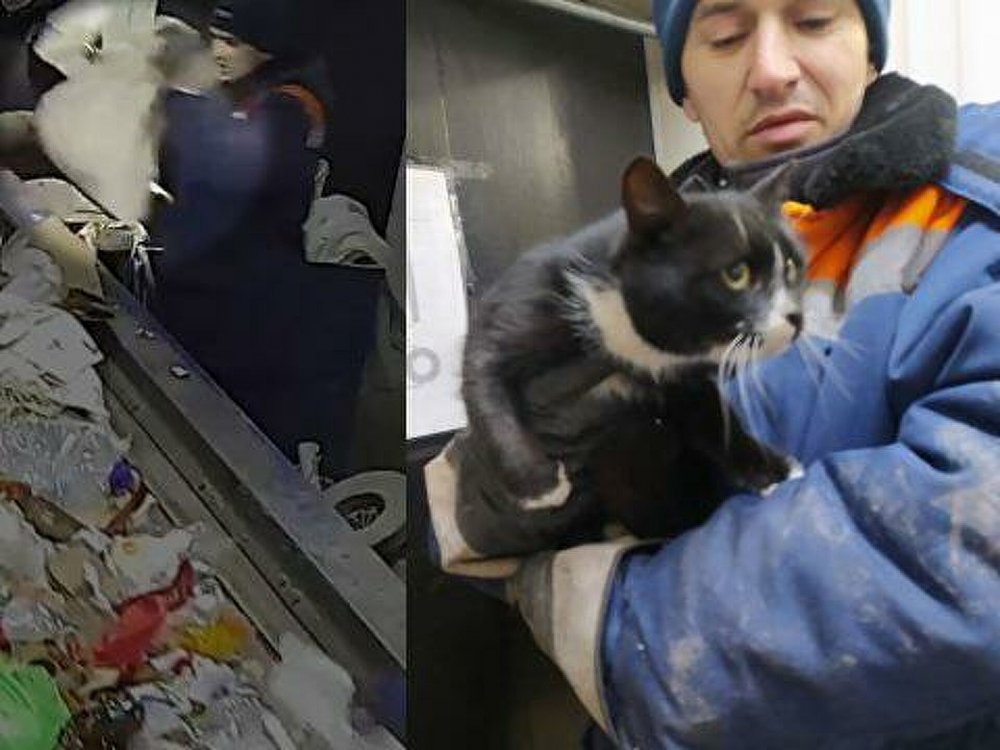 Rusya’da atık artıma tesisinde bulunan kedi, ‘Çevre Bakanı Yardımcısı’ oldu
