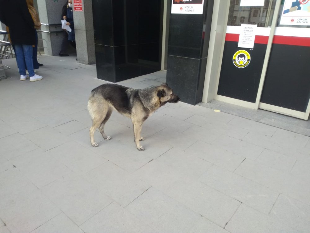Sahibini bekleyen köpek, adliye kapısından ayrılmadı