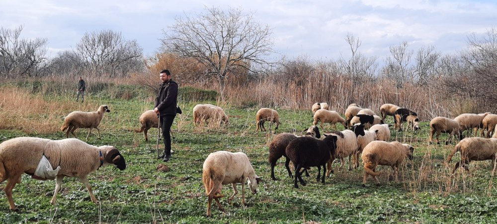 Havranlı çoban, paylaştığı videolarla sosyal medya fenomeni oldu
