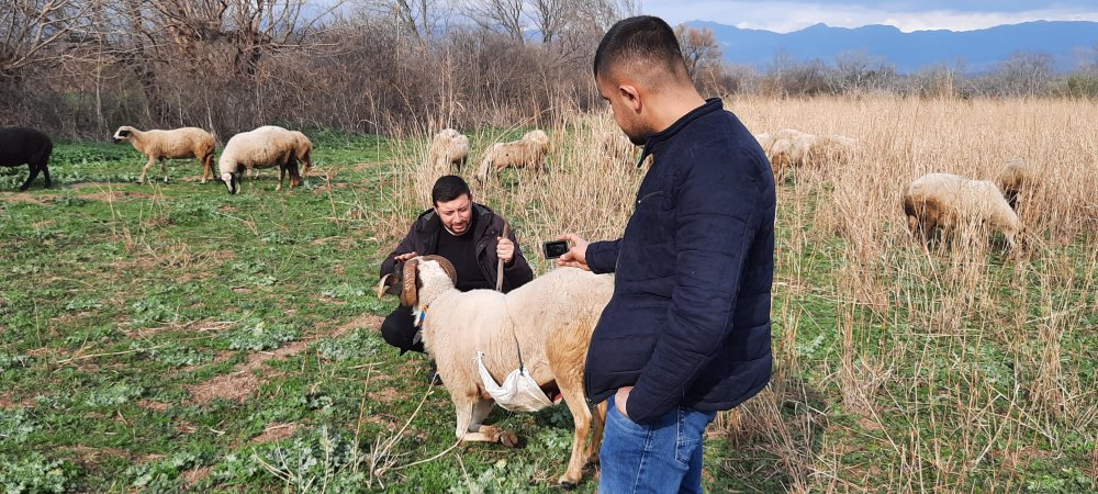 Havranlı çoban, paylaştığı videolarla sosyal medya fenomeni oldu