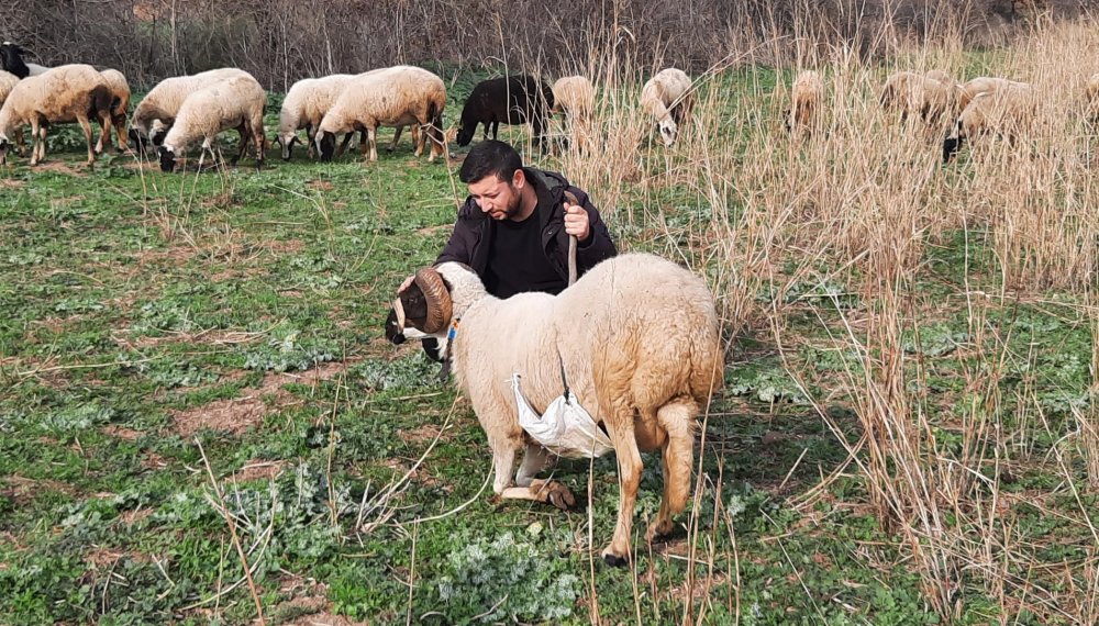 Havranlı çoban, paylaştığı videolarla sosyal medya fenomeni oldu