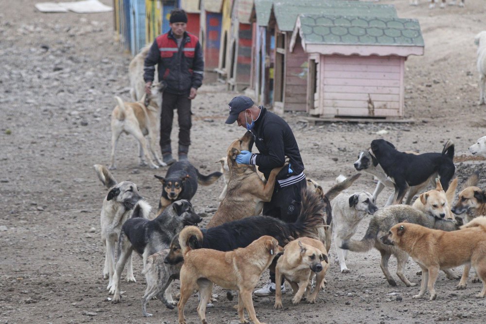 'Patiliköy' adını verdiği barınakta, 550 köpeğin bakımını yapıyor