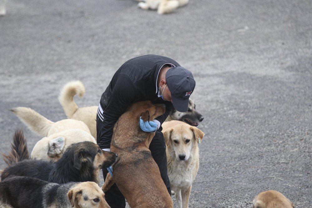 'Patiliköy' adını verdiği barınakta, 550 köpeğin bakımını yapıyor