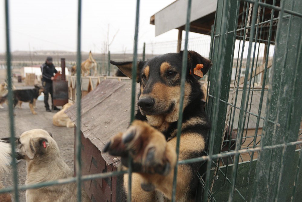 'Patiliköy' adını verdiği barınakta, 550 köpeğin bakımını yapıyor