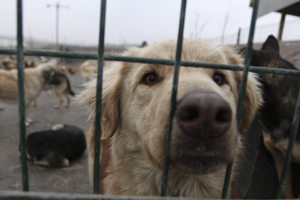 'Patiliköy' adını verdiği barınakta, 550 köpeğin bakımını yapıyor