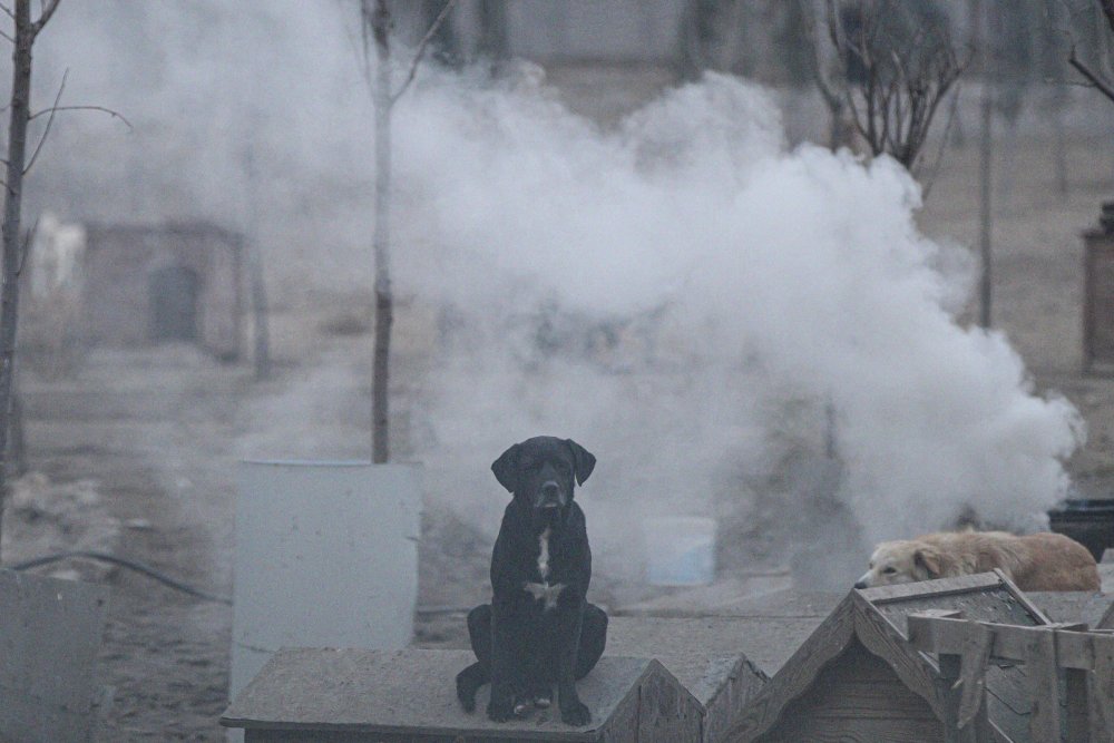 'Patiliköy' adını verdiği barınakta, 550 köpeğin bakımını yapıyor