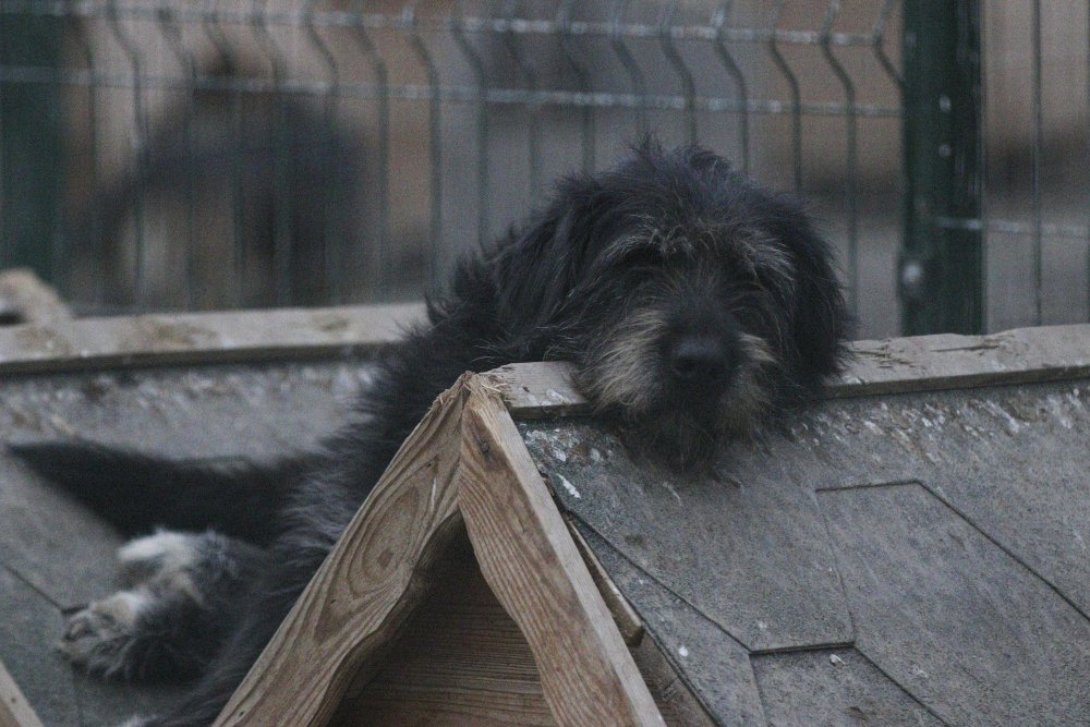 'Patiliköy' adını verdiği barınakta, 550 köpeğin bakımını yapıyor