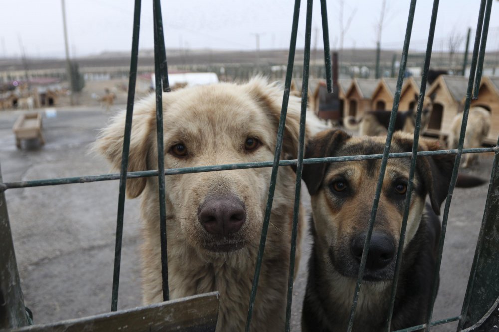 'Patiliköy' adını verdiği barınakta, 550 köpeğin bakımını yapıyor