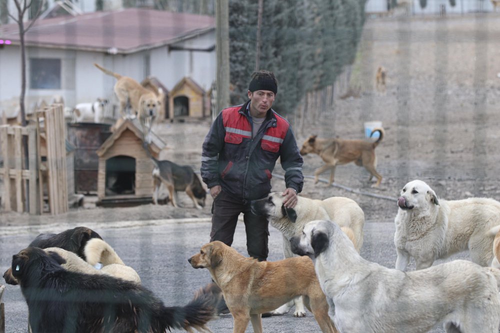 'Patiliköy' adını verdiği barınakta, 550 köpeğin bakımını yapıyor