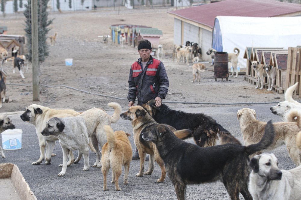 'Patiliköy' adını verdiği barınakta, 550 köpeğin bakımını yapıyor