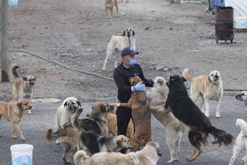 'Patiliköy' adını verdiği barınakta, 550 köpeğin bakımını yapıyor