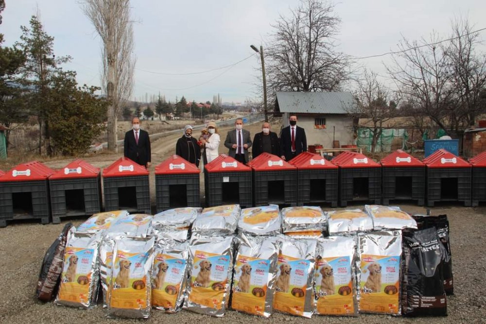 Tosya'da sokak hayvanları için 'Patiler Üşümesin' kampanyası