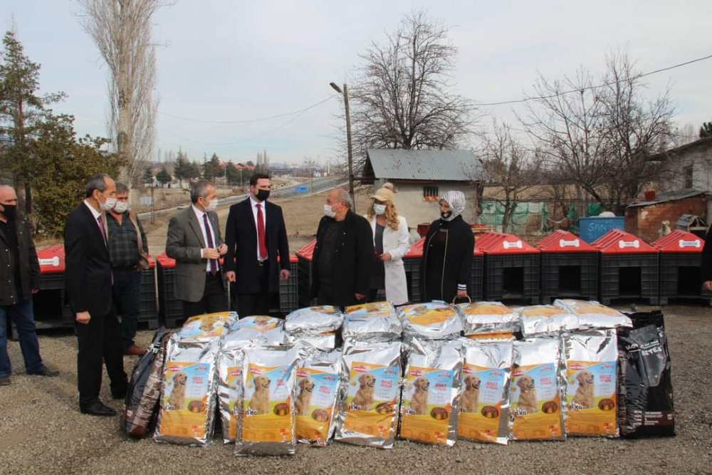 Tosya'da sokak hayvanları için 'Patiler Üşümesin' kampanyası