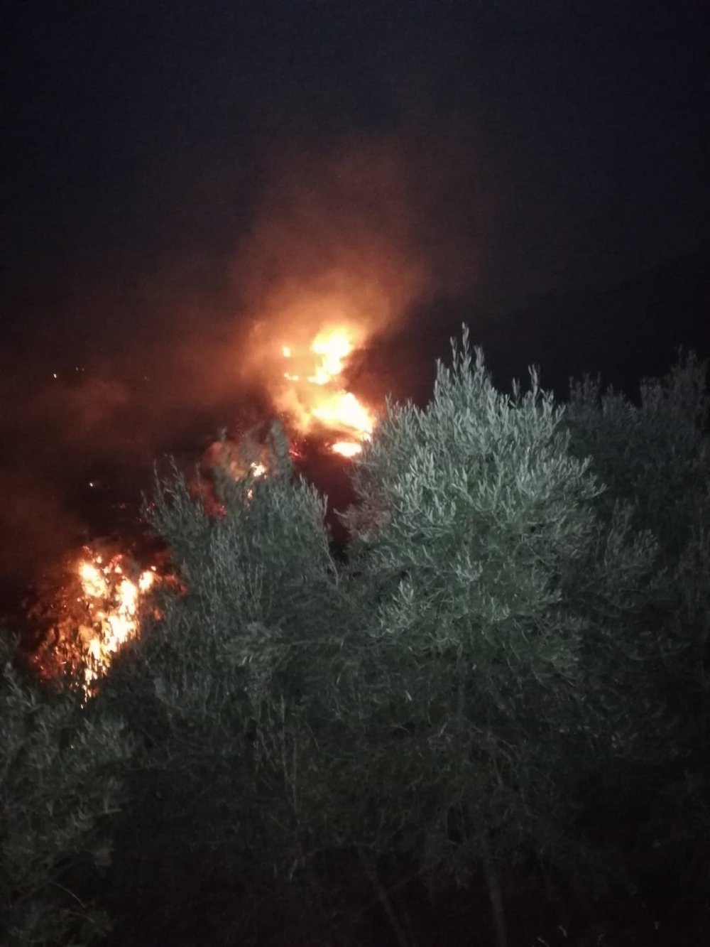 Hatay'da zeytinlik yangını