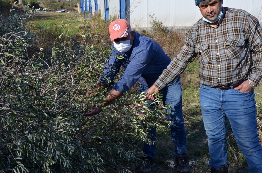 Arazideki 1000'in üzerinde ağaç kesilince, mirasçı kardeşler nöbete başladı