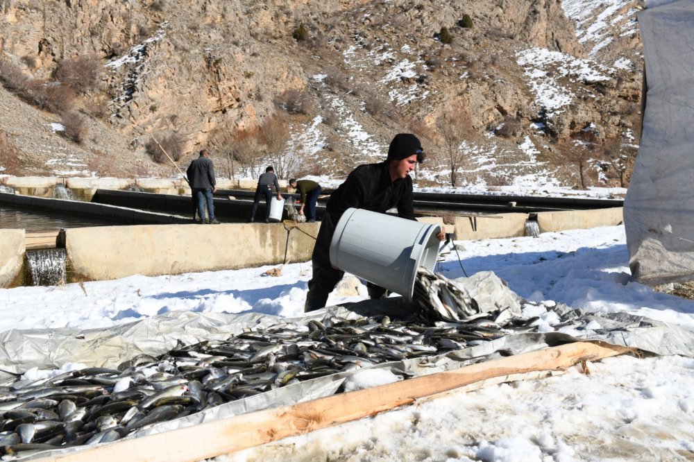 Çatak'ta havuzlarda havasız kalan 12 ton alabalık telef oldu