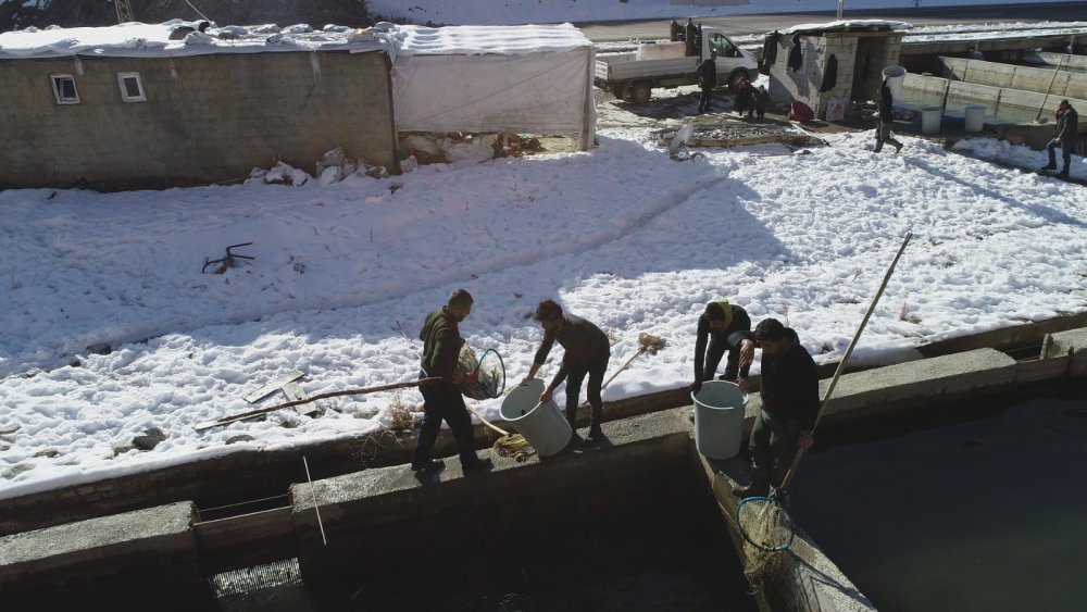 Çatak'ta havuzlarda havasız kalan 12 ton alabalık telef oldu