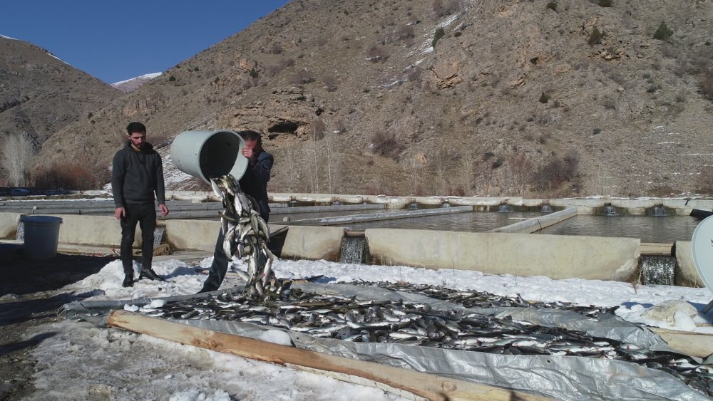 Çatak'ta havuzlarda havasız kalan 12 ton alabalık telef oldu