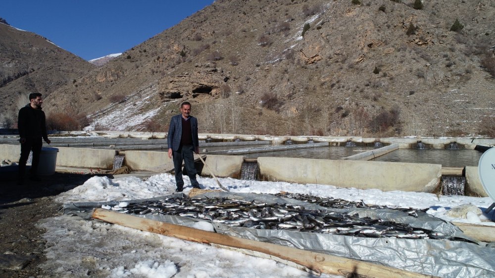 Çatak'ta havuzlarda havasız kalan 12 ton alabalık telef oldu
