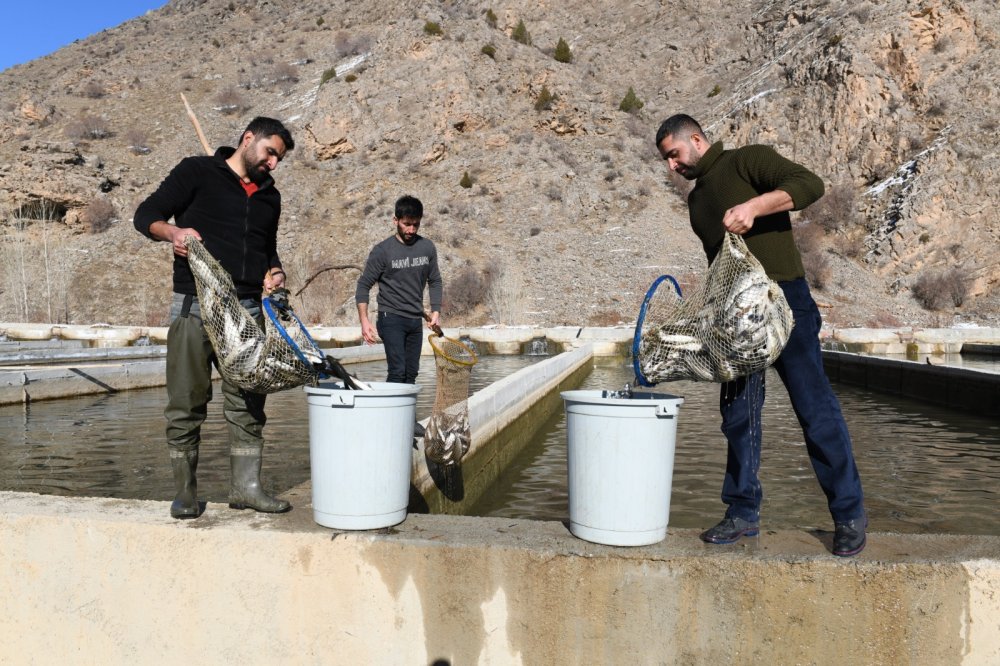 Çatak'ta havuzlarda havasız kalan 12 ton alabalık telef oldu