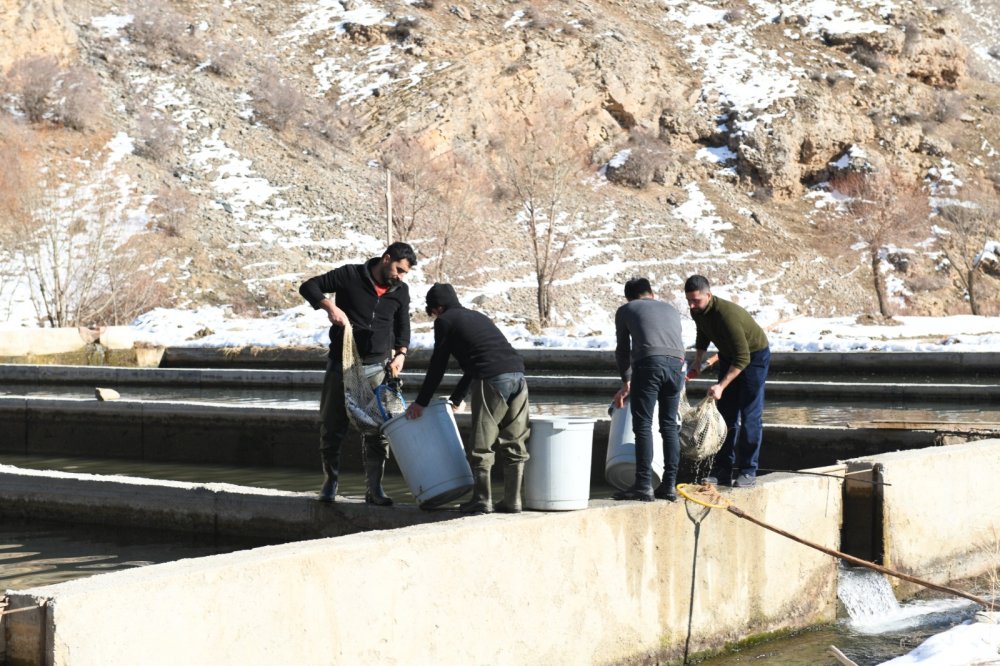 Çatak'ta havuzlarda havasız kalan 12 ton alabalık telef oldu