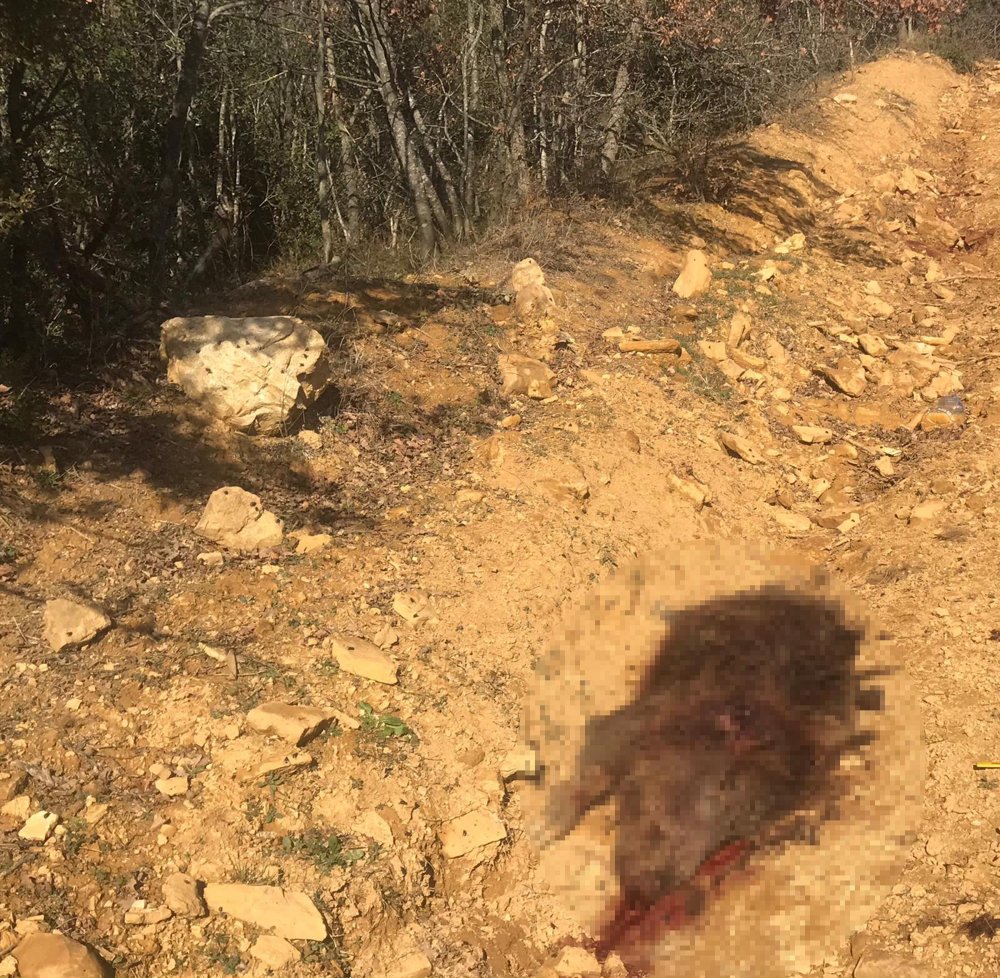 Domuz avında tüfekle vuruldu; 3 arkadaşı gözaltına alındı