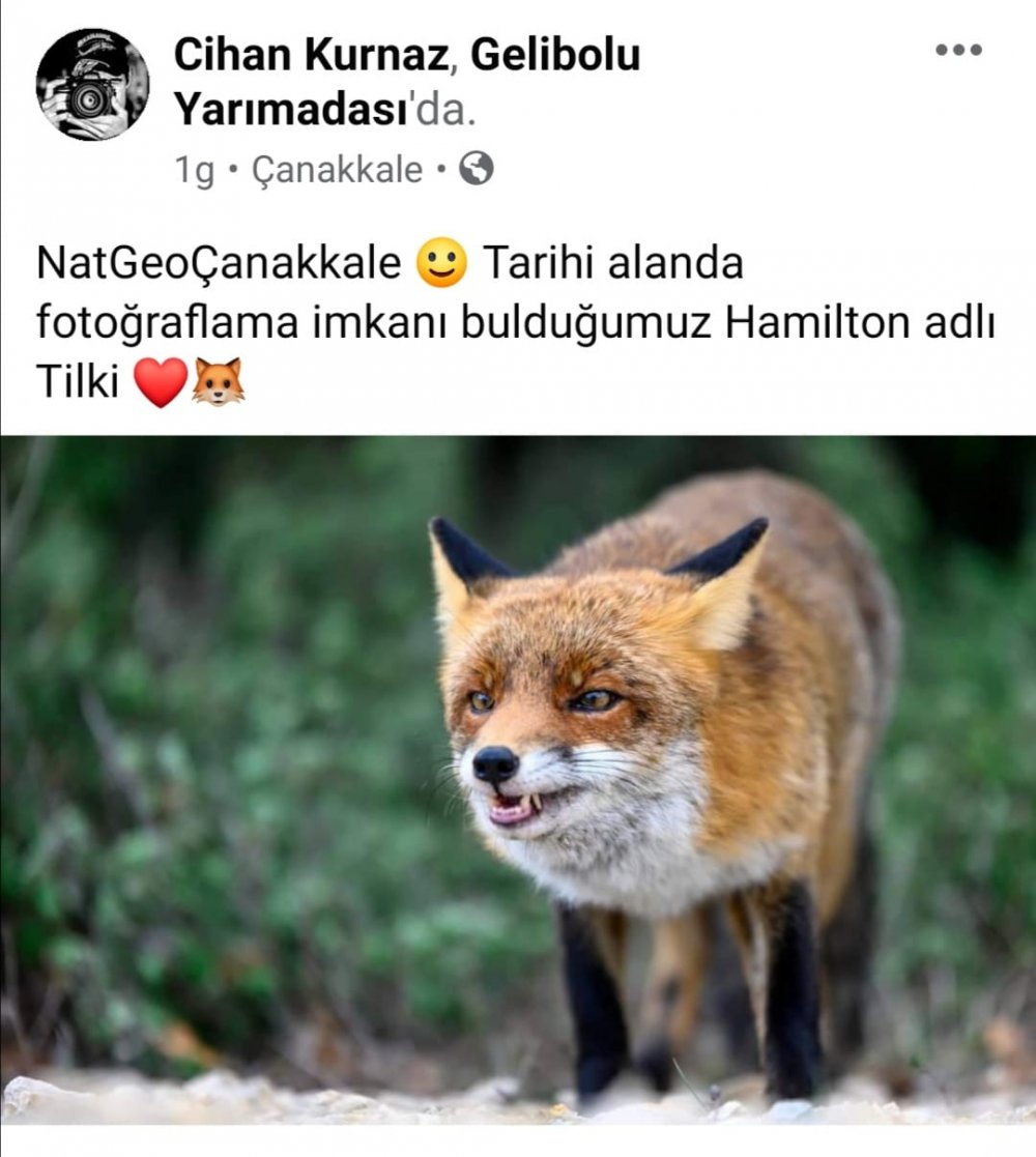 Gelibolu Yarımadası'nda görüntülenen tilki, sosyal medyada ilgi görüyor