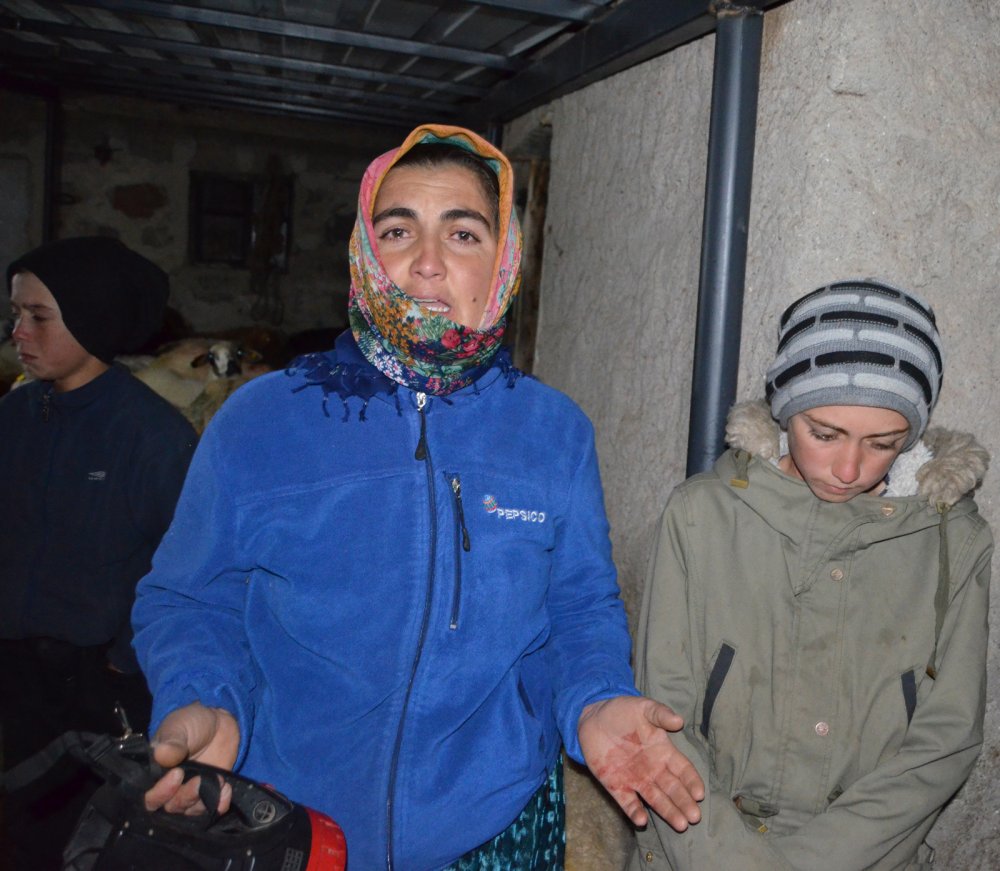 Koyunlarının öldüğünü gören gelin ve kayınvalide, şoke oldu