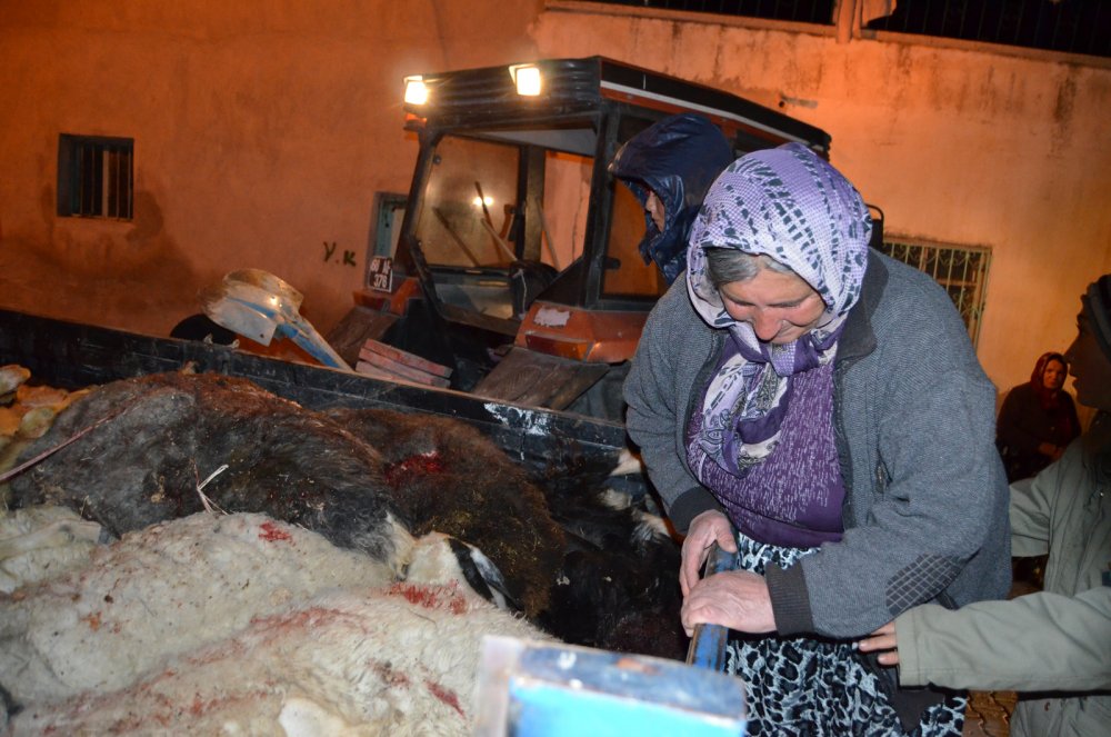 Koyunlarının öldüğünü gören gelin ve kayınvalide, şoke oldu