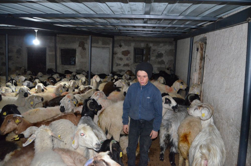 Koyunlarının öldüğünü gören gelin ve kayınvalide, şoke oldu