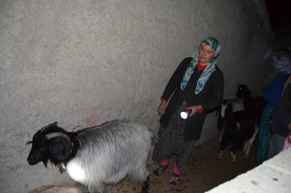 Koyunlarının öldüğünü gören gelin ve kayınvalide, şoke oldu