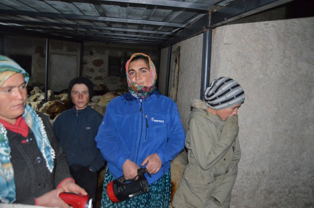 Koyunlarının öldüğünü gören gelin ve kayınvalide, şoke oldu