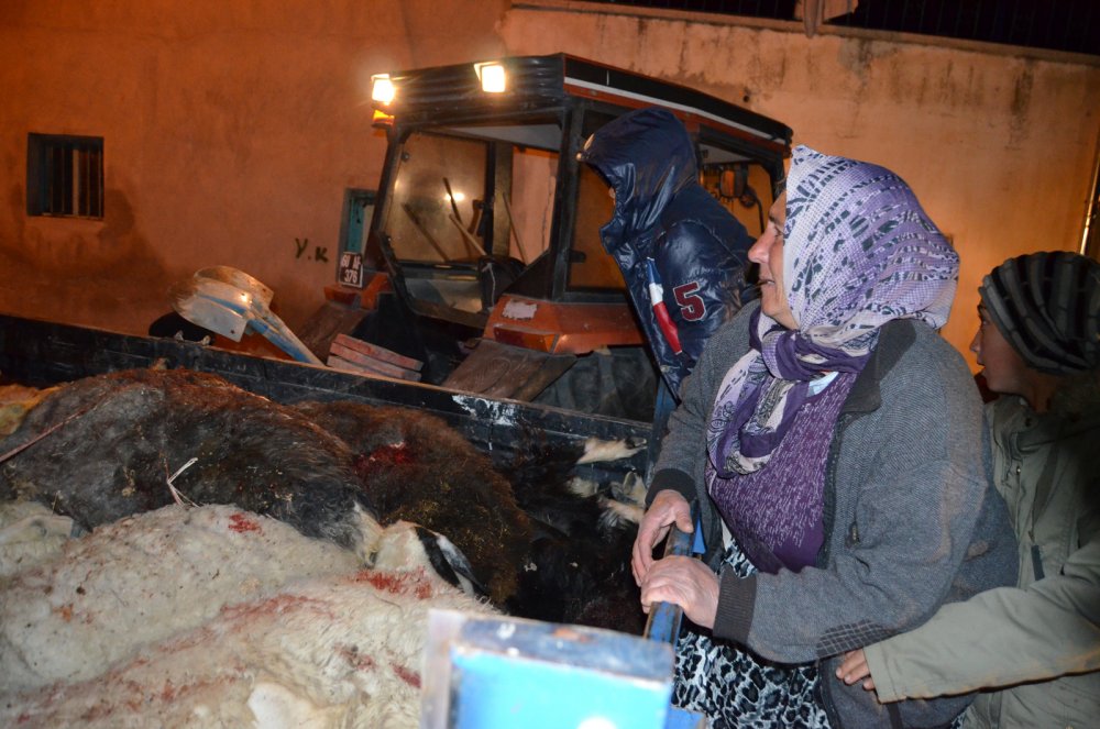 Koyunlarının öldüğünü gören gelin ve kayınvalide, şoke oldu