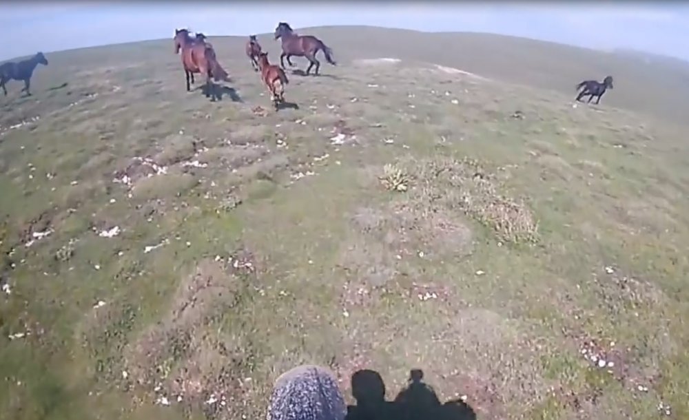 Motosikletiyle yarıştığı yılkı atlarının öldürülmesine tepki gösterdi