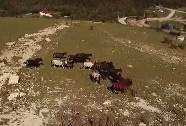 Motosikletiyle yarıştığı yılkı atlarının öldürülmesine tepki gösterdi